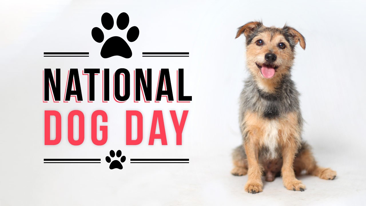 National Dog Day