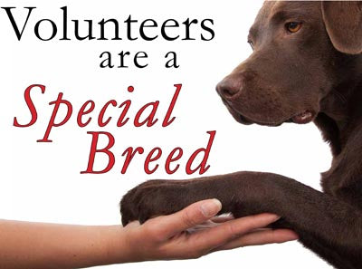 Pet Protection: Volunteering to Help Abandoned and Neglected Pets by Aurora James