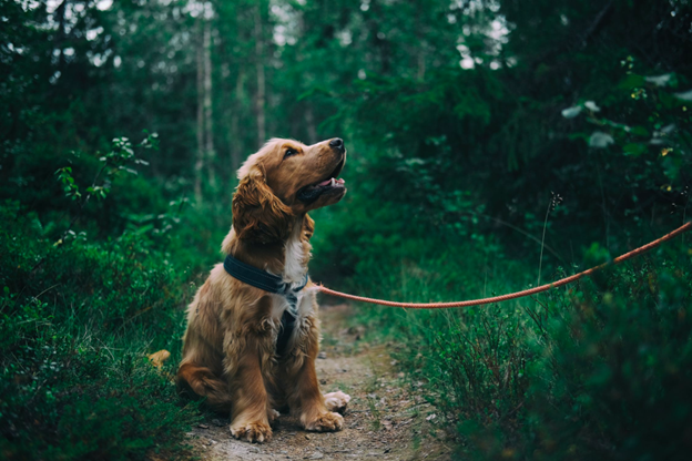 4 Ways to Keep Your Canine Happy When Starting a Business by Aurora James