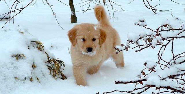 Cold Weather Tips for Pet Parents