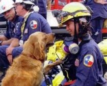 Rescue dogs of 9/11 to be honored Sunday by Cheryl Hanna, Pet Rescue Examiner