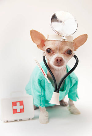 Dog Medical Emergency Guide