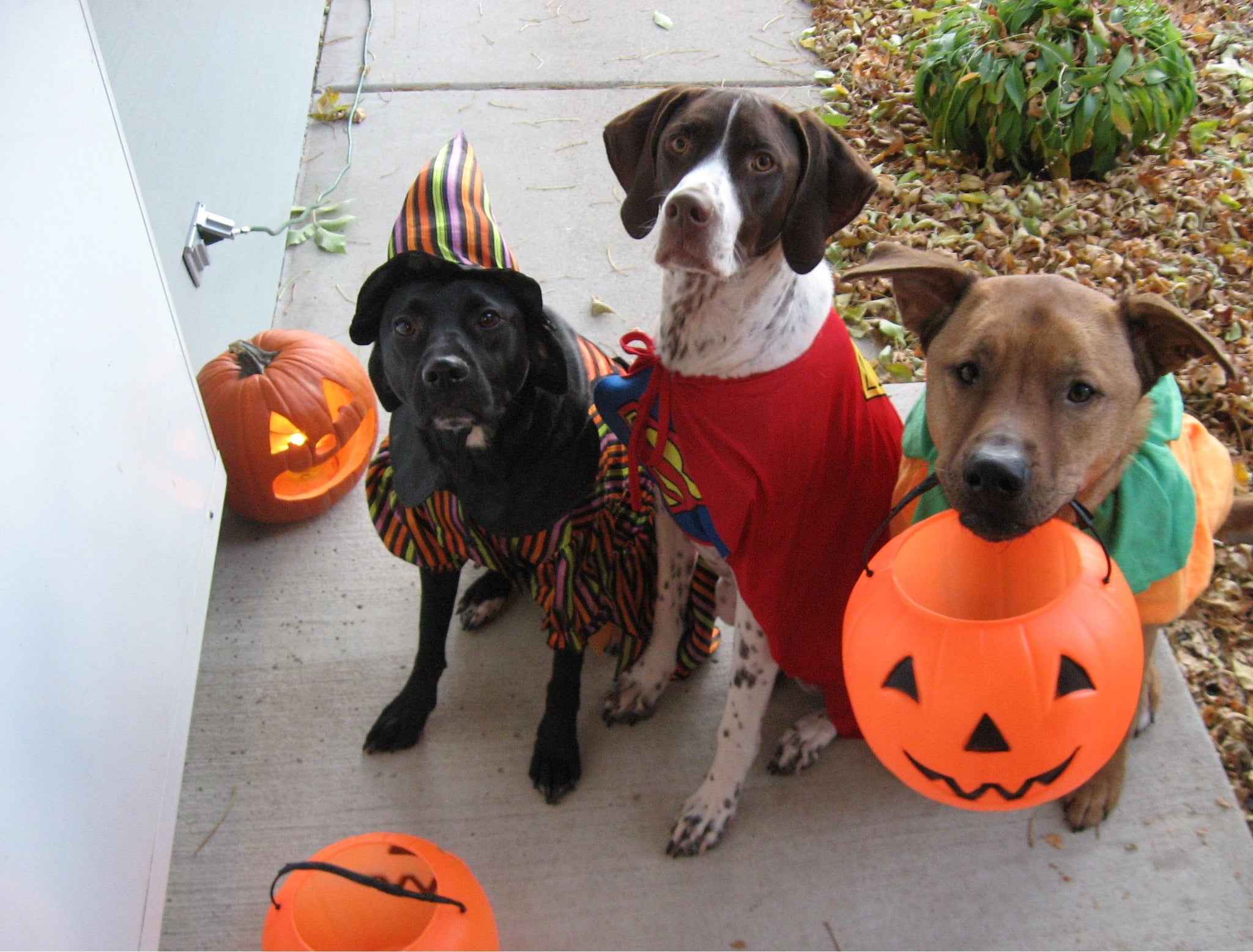 Halloween Safety Tips from the ASPCA