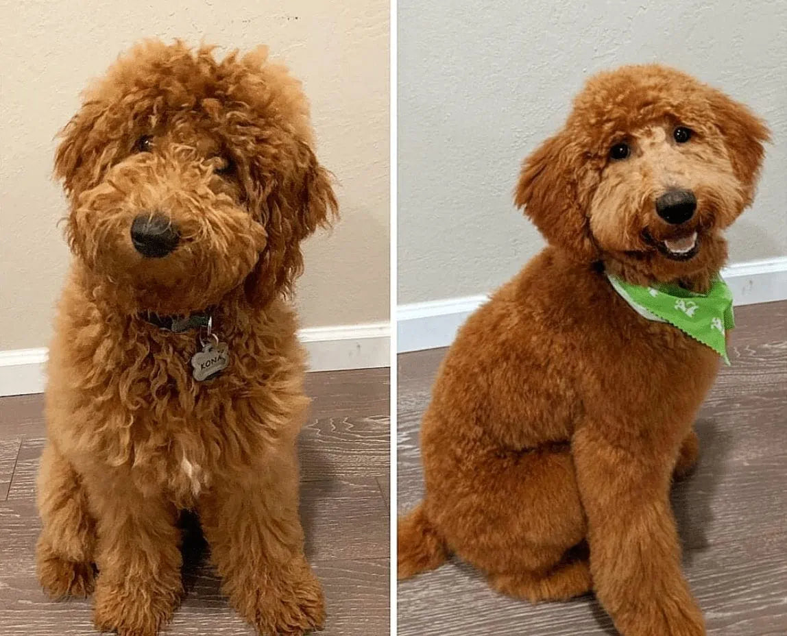 Grooming a top curly goldendoodle