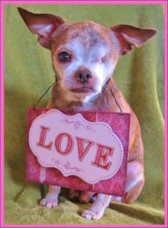 Congrats to Harley our Facebook Valentine's Day photo winner