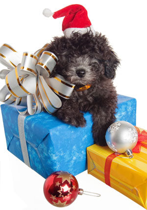 The Dog Whisperer, Cesar's Top 9 Holiday Tips for Dogs