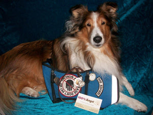 Holly, a Service Dog and Community Champion