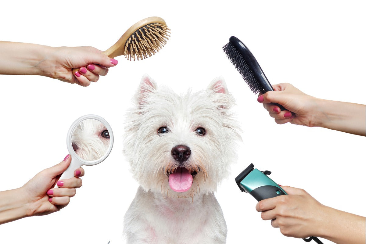 Ulimate Guide to Dog Grooming Equipment and Techniques