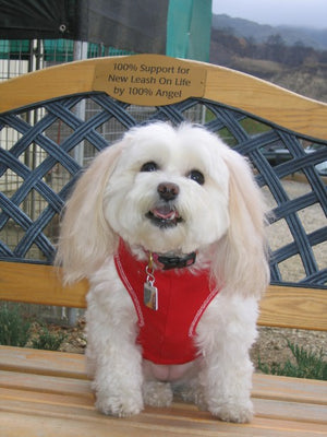An Angel among us by Becky Starr Featured in the Los Angeles Pet Care Examiner