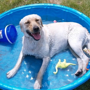 Tips for keeping your dog cool in the summer